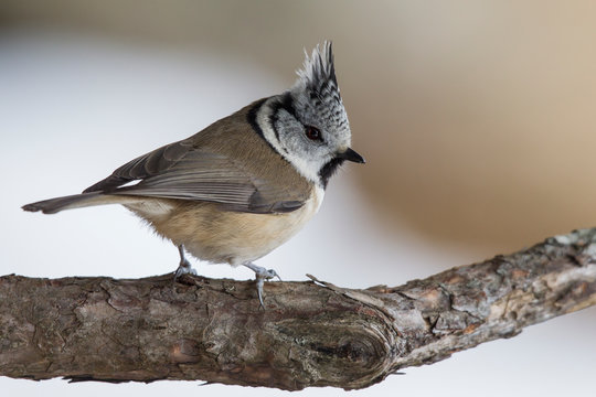 Haubenmeise (Lophophanes cristatus) im Winter