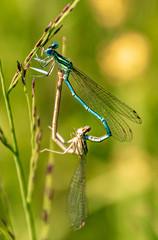 Dragonflies making the wheel of love