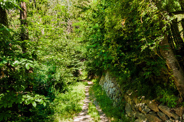 Obraz premium Dorf Tirol, Herrschaftsweg, Tiroler Kreuz, Wanderweg, Wald, Schlosswald, Schutzwald, Vinschgau, Südtirol, Sommer, Italien