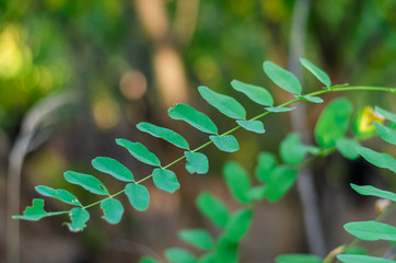 Green branch with leaves of acacia. Point Focus. Horizontal layout option.