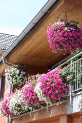Fototapeta premium Haus und Garten, Blumenschmuck am Haus, Petunien an einem Balkon im Sommer