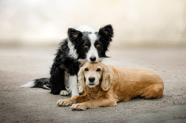 border collie and spaniel dog beautiful photo best friends