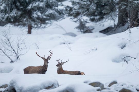 Rothirsch im Winter