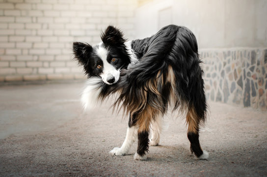 border collie dog funny photo trick catches a tail