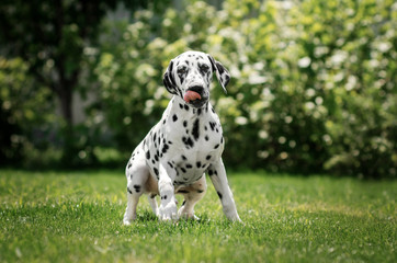 dalmatian dog beautiful portrait cute puppy green background
