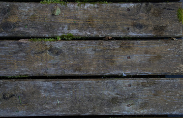 texture of old board with moss and leaf