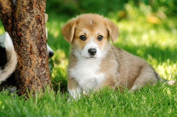 welsh corgi pembroke very cute puppy funny walks on the green grass summer
