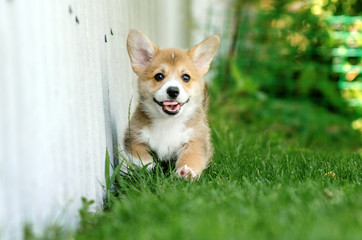 welsh corgi pembroke very cute puppy funny walks on the green grass summer