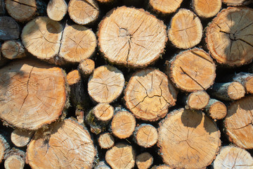 texture of old board with moss and leaf
