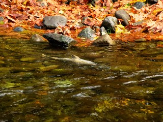 Salmon run