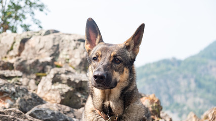 Brown dog on top of the mountain. dog in the mountains