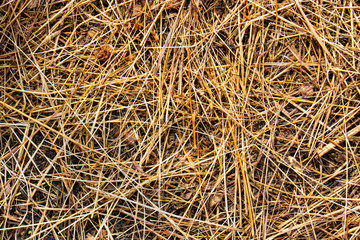 top view on yellow dry grass