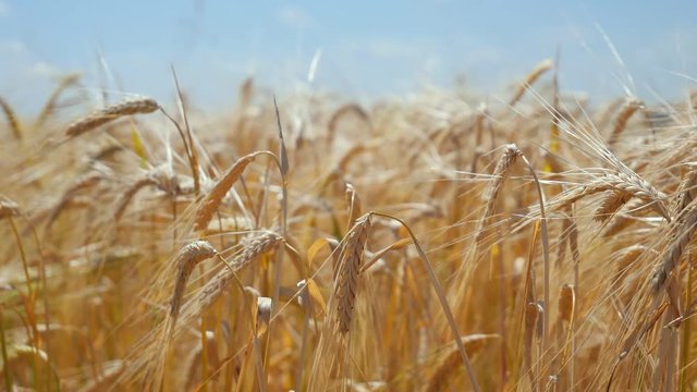 Rye spikelets in a field in summer