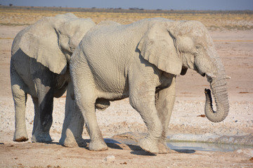 View of an elephant covered in white mud (Etosha National Park) Namibia Africa