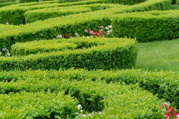 The wall consists of a green hedge. Geometric bush landscape design