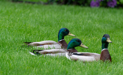 wild ducks at the pond