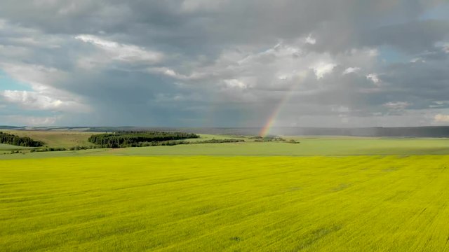 Flying over the yellow fields with a view of the rainbow. Sunny rainy summer day. Aerial photography from quadcopter