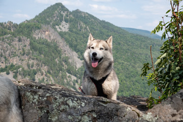 Husky breed dog on top of the mountain. Traveling With Huskies
