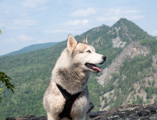Husky breed dog on top of the mountain. Traveling With Huskies