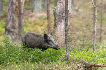 Fototapete bei efototapeten.de bestellen   