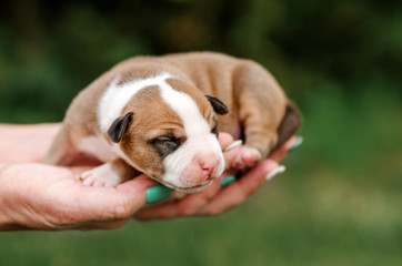 american staffordshire terrier dog cute tiny puppies