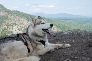 Husky breed dog on top of the mountain. Traveling With Huskies