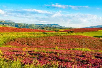 Fototapeta na wymiar Landscape with red blossom of honey flowers sulla on pastures and green wheat fields on hills of Sicily island, agriculture in Italy