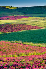 Landscape with red blossom of honey flowers sulla on pastures and  green wheat fields on hills of Sicily island, agriculture in Italy
