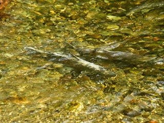 Salmon run