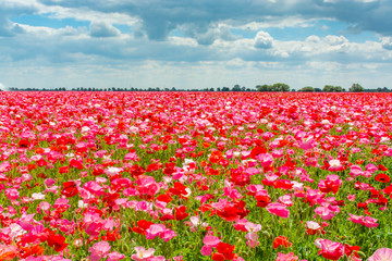 Colorful nature background, poppy fields with white, pink and red poppy flowers