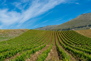 Landscape with vineyards, pastures and farms near Trapani, Sicily, agriculture in Italy