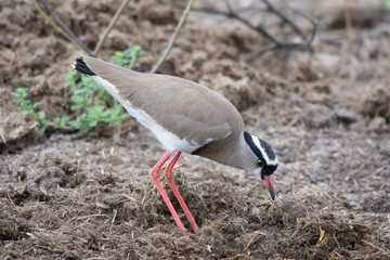 crowned lapwing