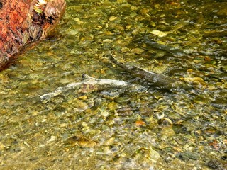 Salmon run