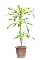 Disaster or Dracaena tree in brown pot isolated on white background.