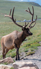 Elk by road