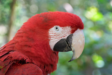 Red-and-green macaw (Ara chloropterus) close up portrait, Birds of Eden parc, South Africa