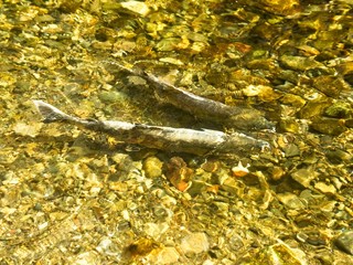 Salmon run