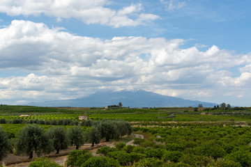 Landscape with orange and lemon trees plantations and view on Mount Etna, Sicily, agriculture in Italy