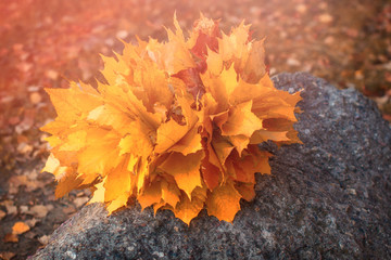 Naklejka na ściany i meble Yellow leaves are lying on the large granite. Wreath of autumn maple leaves on a gray stone. The concept of autumn mood in the Park.