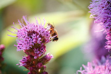 Pinke bienenfreundliche Pflanzen im Garten