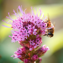 Pinke bienenfreundliche Pflanzen im Garten