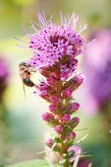 Pinke bienenfreundliche Pflanzen im Garten