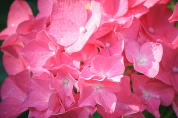 Pinkfarbene Hortensie im Garten