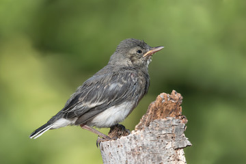 Wonderful portrait of White wagtail (Motacilla alba)