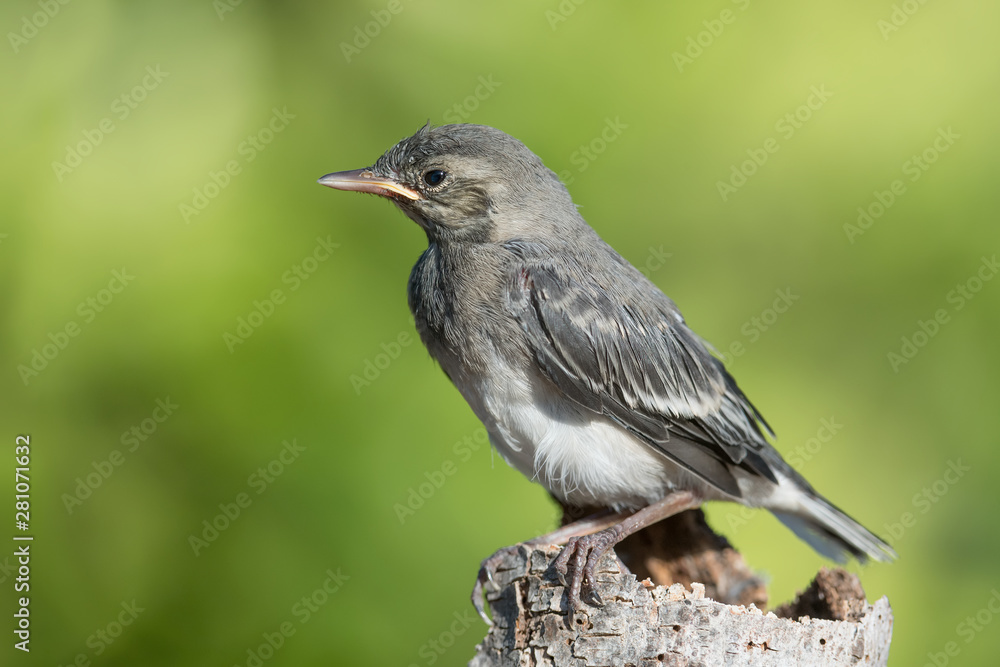 Wall mural wonderful portrait of white wagtail (motacilla alba)