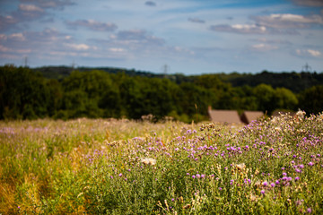 Field of Plants