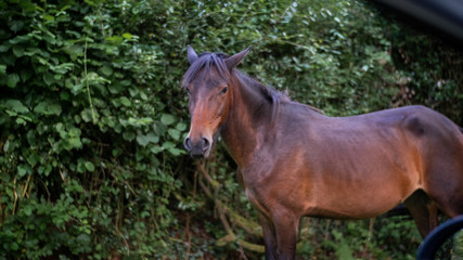New Forest Horse