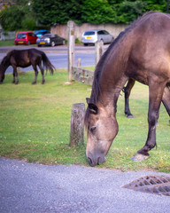 New Forest Horse