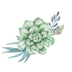 Watercolor succulent composition. Watercolor graphic for fabric, postcard, wedding or greeting card, book, poster, tee-shirt, banners, emblems, logo. Illustration, isolated objects.
