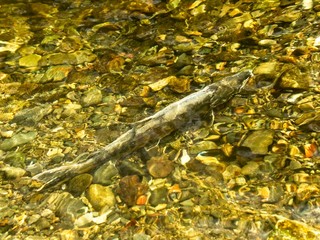 Salmon run